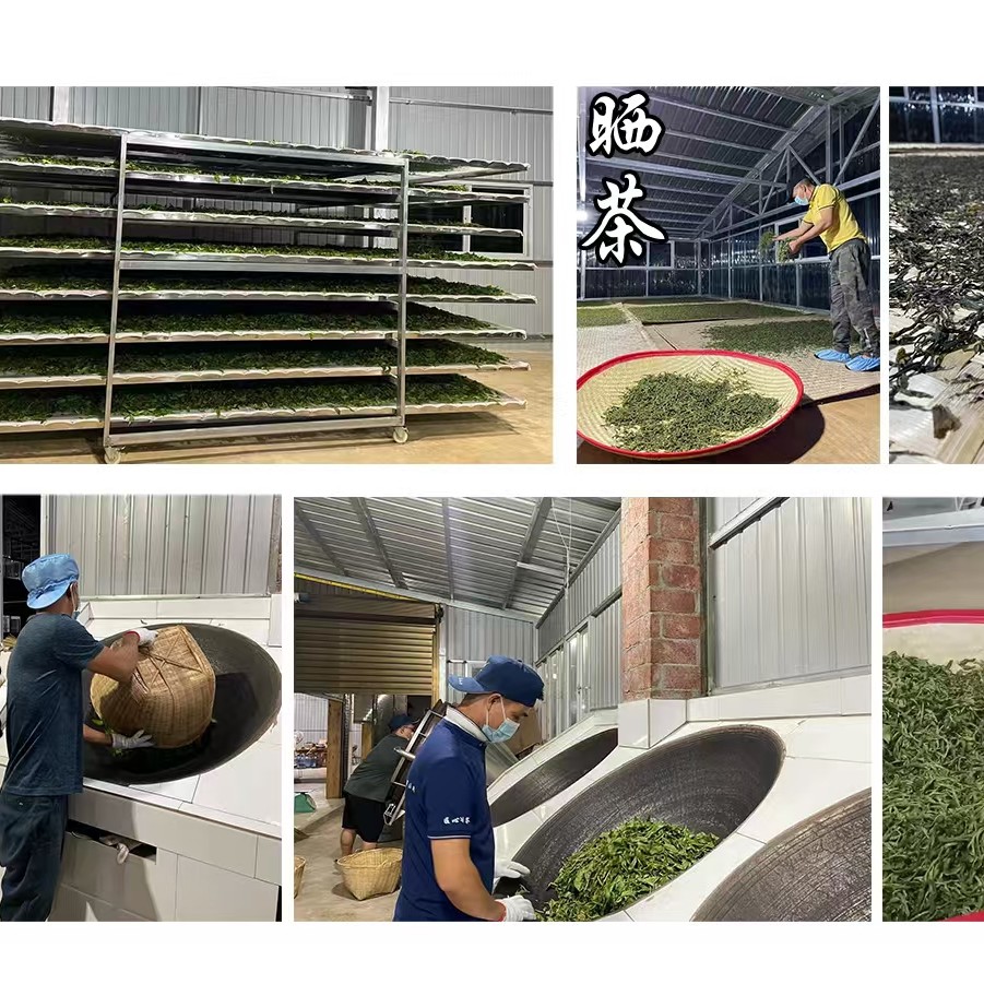 濮静单株荟萃100克饼临时通用链接