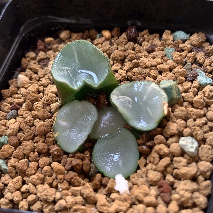 空门万象带盆土发货