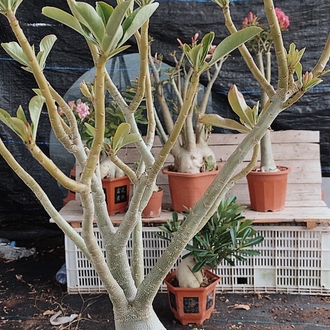 【闪购商品】七**提绿植