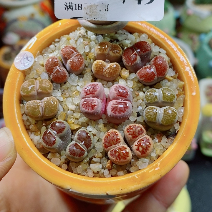 生石花花花花花花749