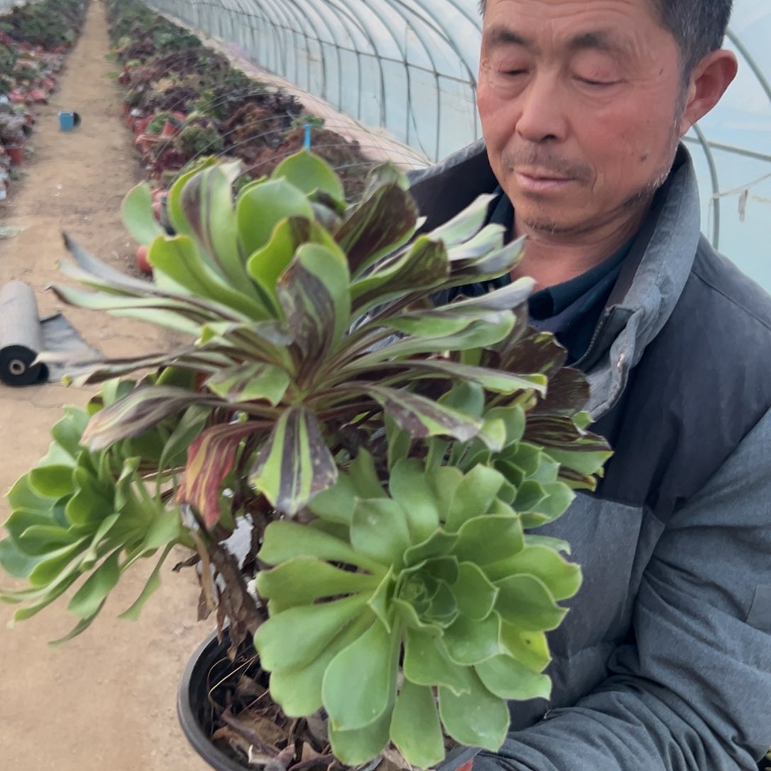 多肉植物水墨丹青