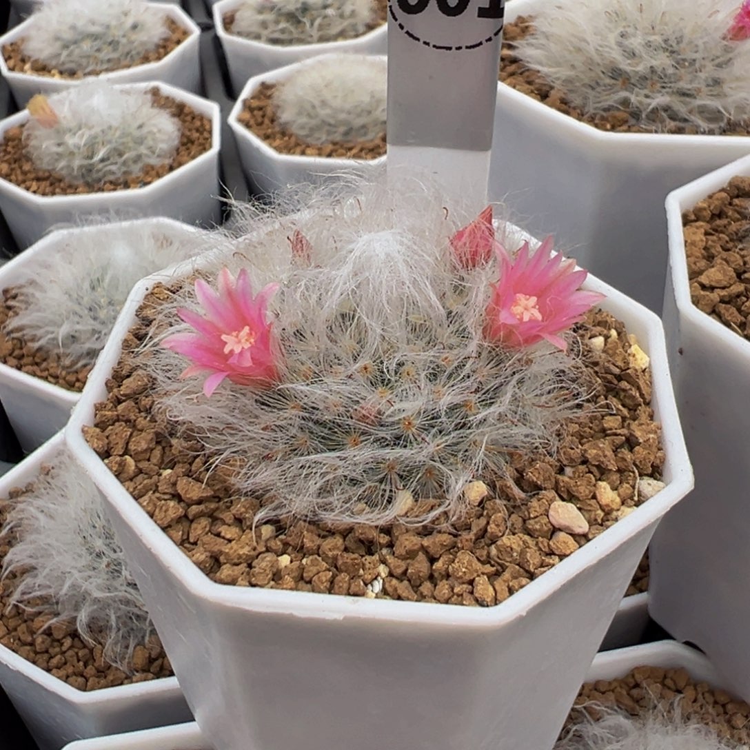 孙***兵001实生根白云高砂多肉植物带盆土