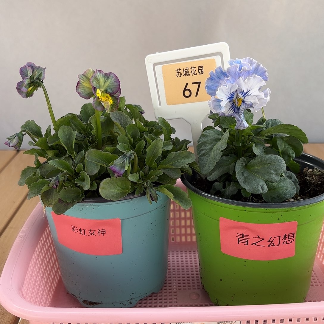 大部分开放少量花苞67