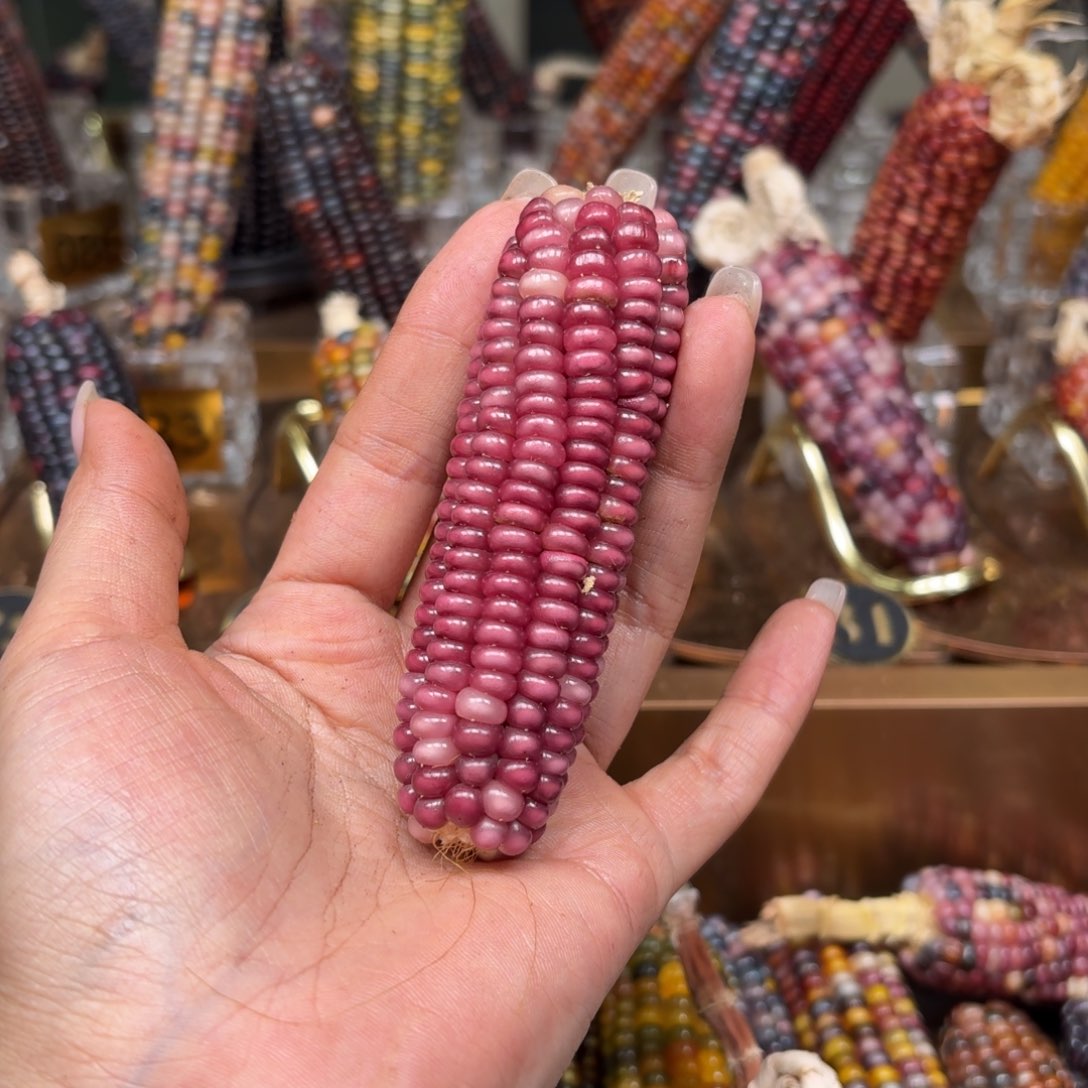 柏香籽/百香籽吊坠去**呀