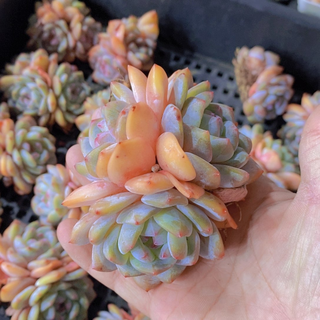 1206-9-精品黄皮橙梦露老桩群两个