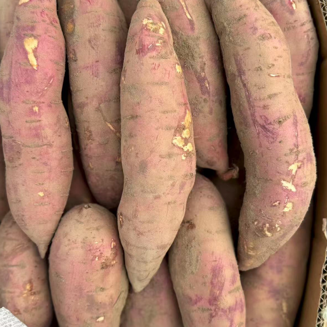 潮汕惠来本地红薯七里香303