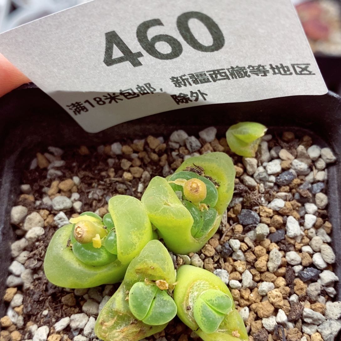 我的小姐姐们都是我的460