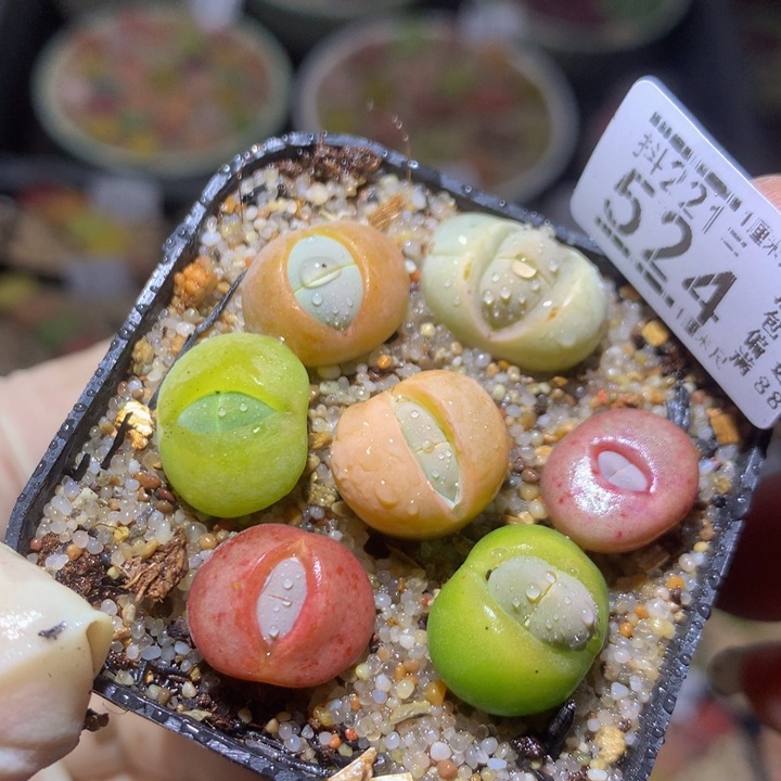 精品生石花221.524