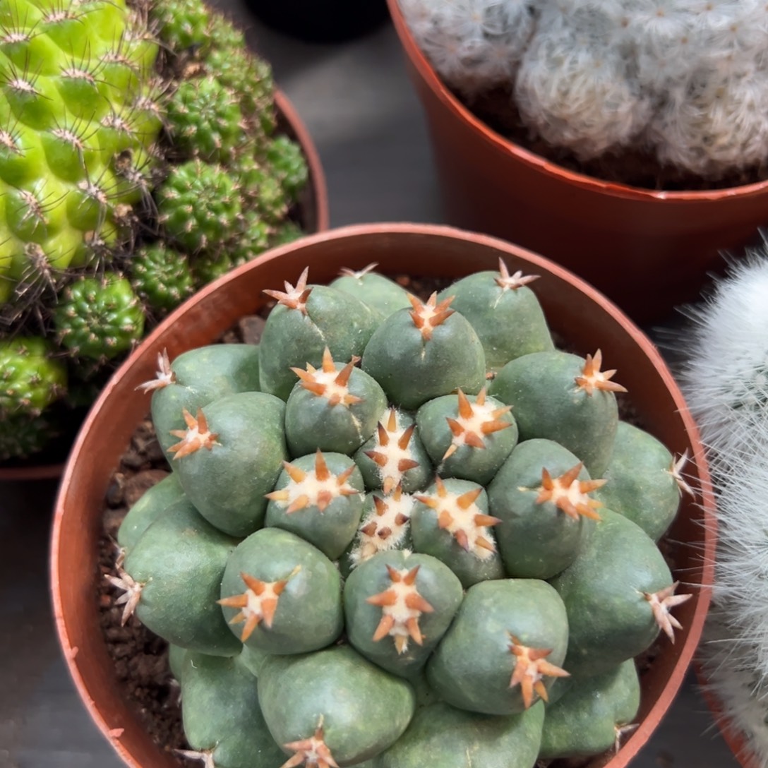 短豪刺象牙随机 一颗。   