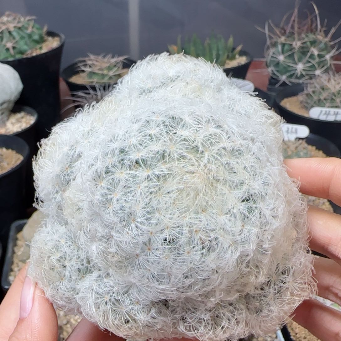 实生白星多肉0000