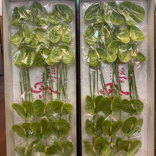 【掌品无限】密多尼（不售后）花卉室内植物耐放