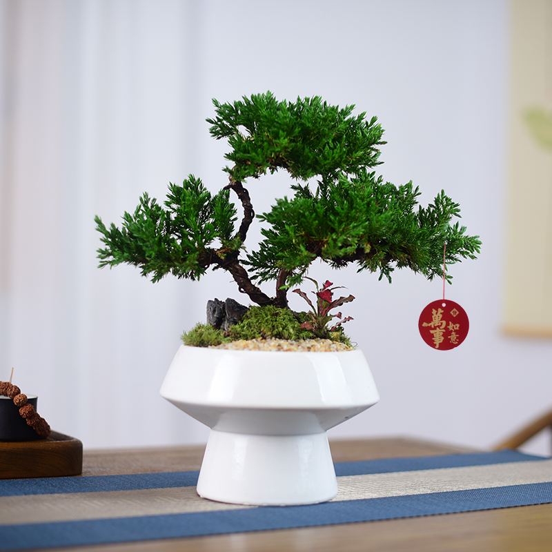 真柏盆景造型绿植室内盆栽办公客厅书房微景观四季常青好养美观