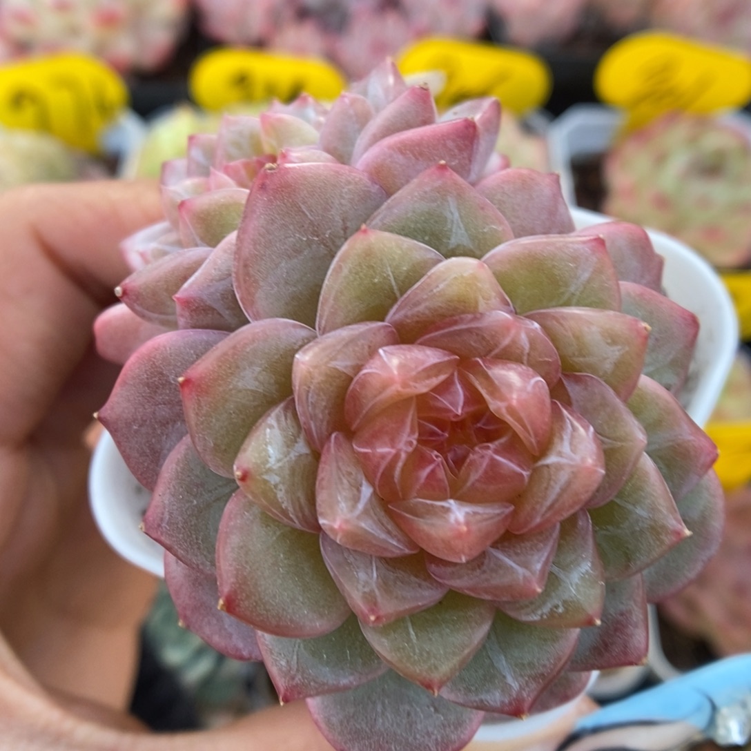 粉钻心珍妮324号。   