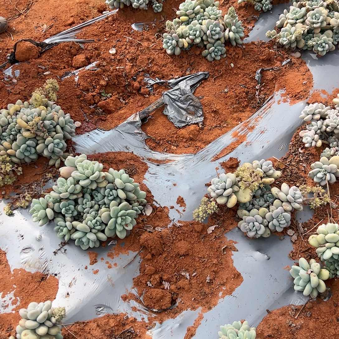 ?**?姬胧叶多肉3棵发货