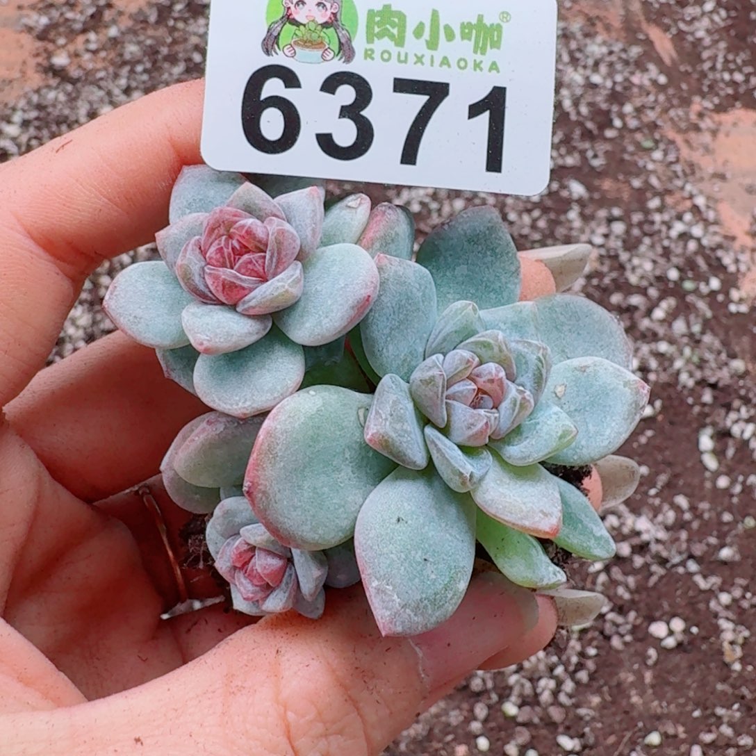 *****多肉植物多肉植物