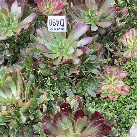 490焕莎不包断枝