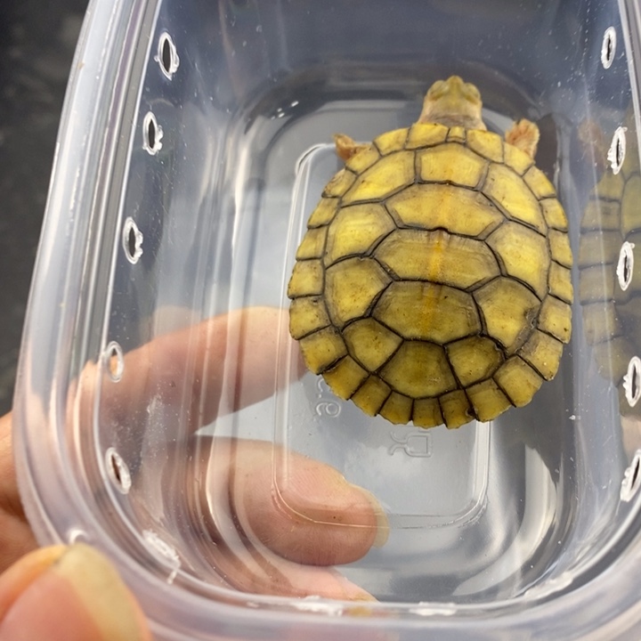 巴西彩龟母666666