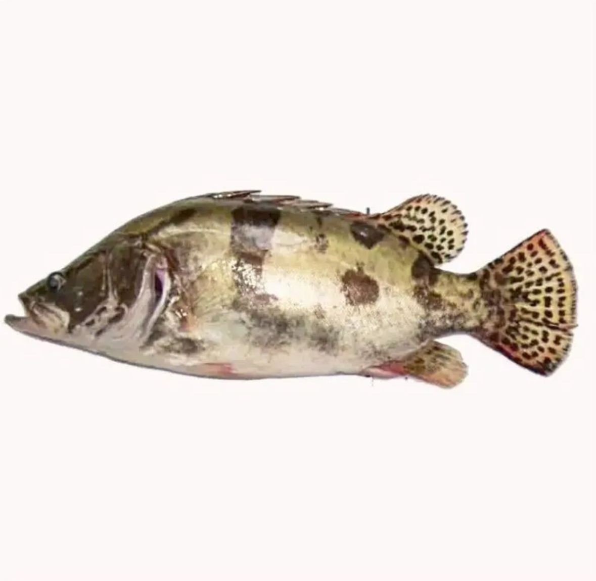 活桂鱼约900g/条