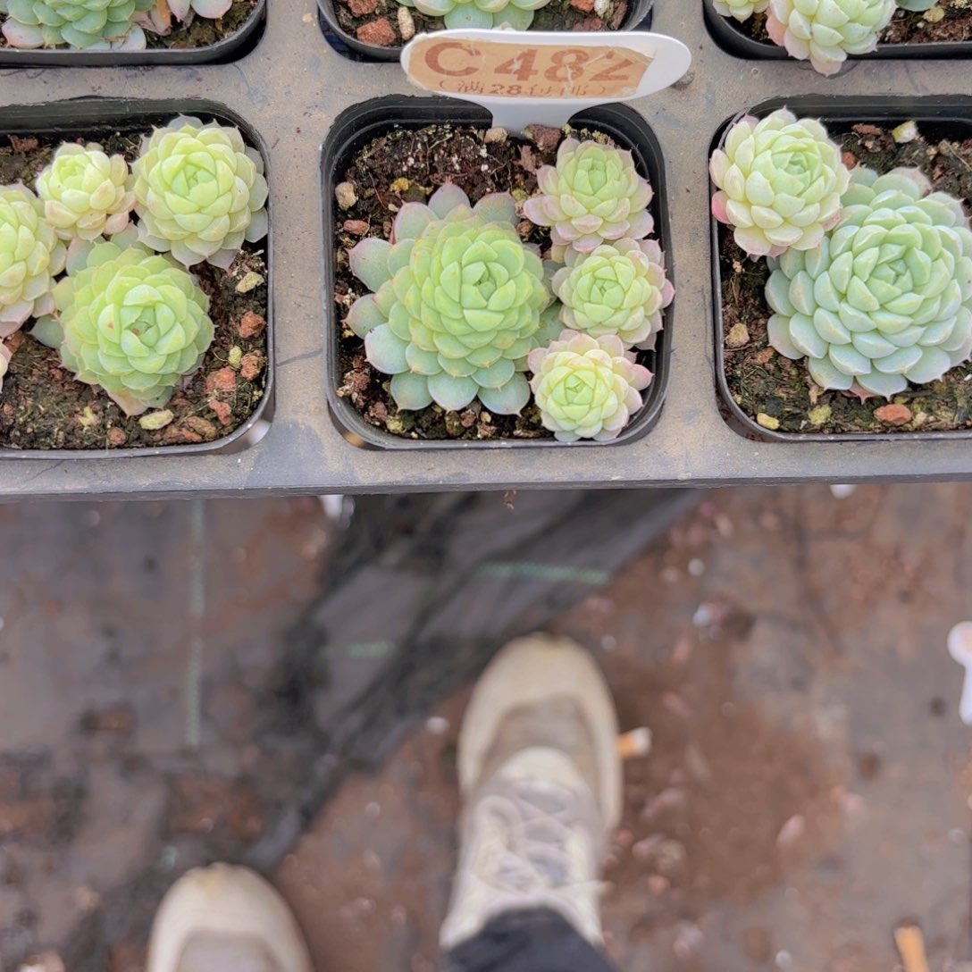 宝***YC482羊脂球一物一拍