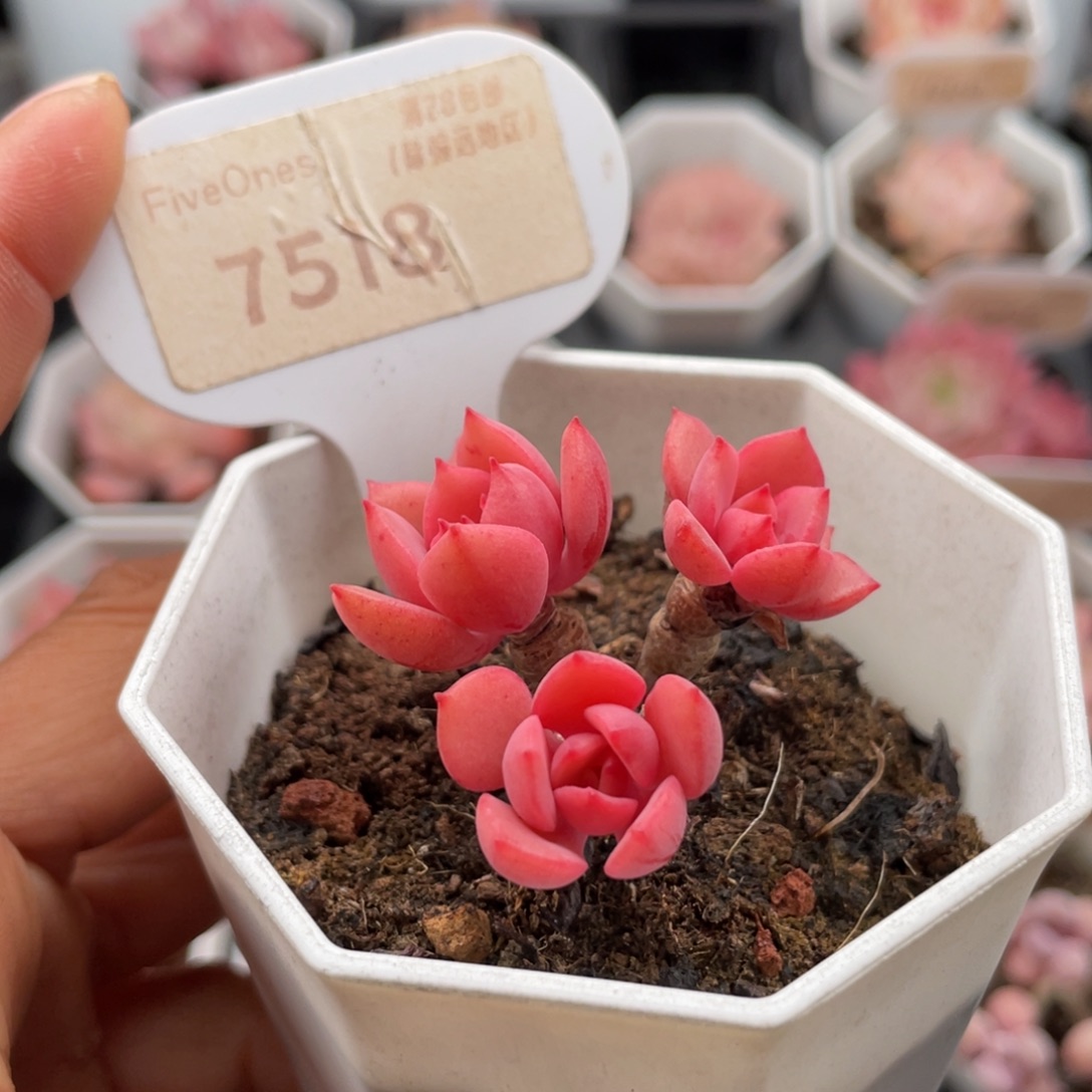 高贵7518-4.0厘米