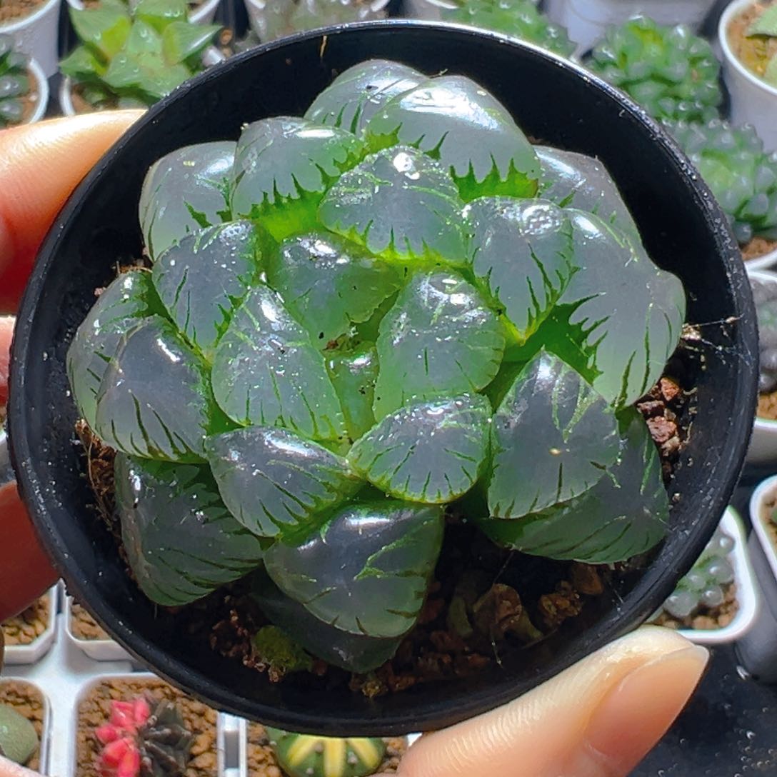 抖抖松玉露多肉多肉1