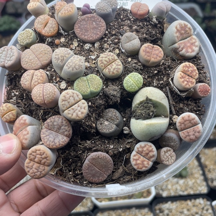 佳人园艺 老周多肉上福利啦581