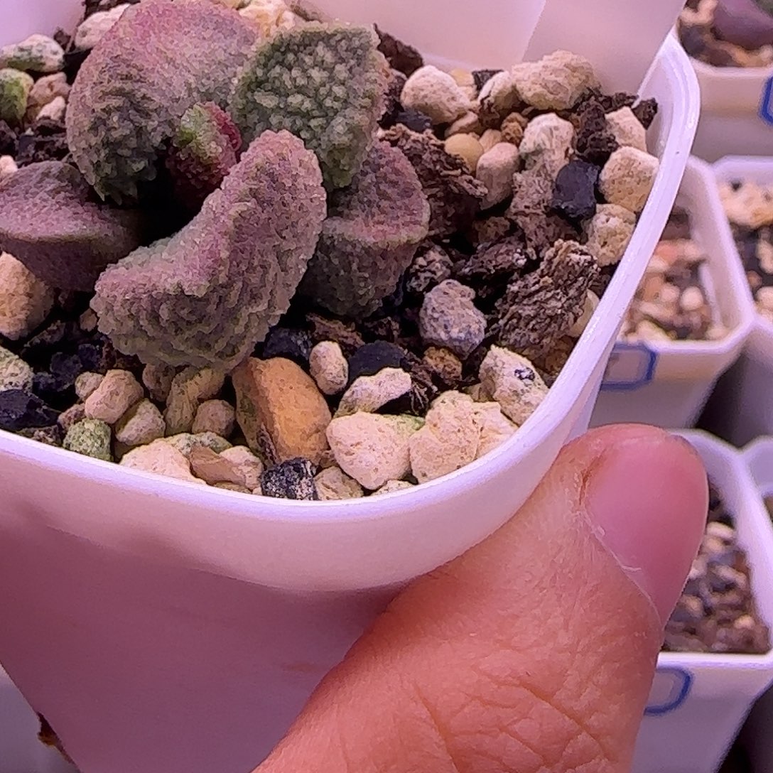 新品水泡，一物一拍