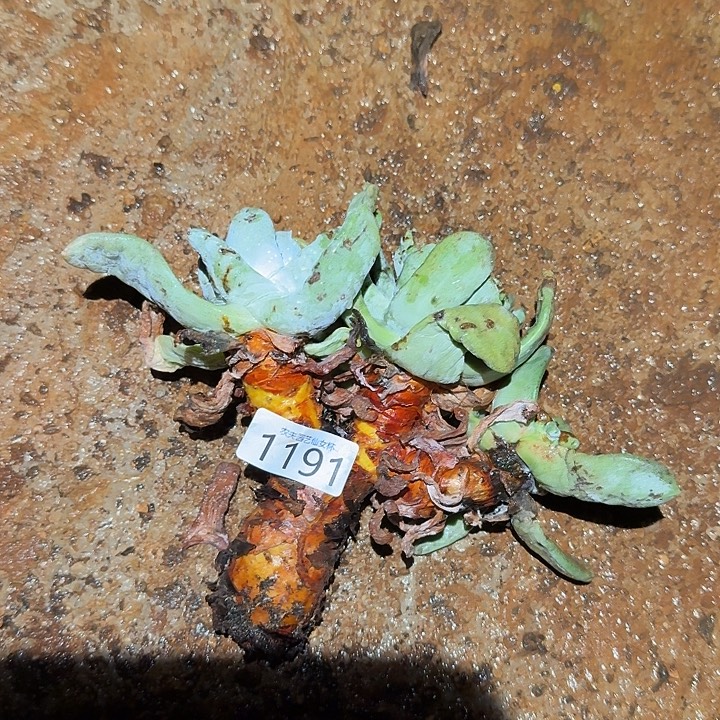 3头拇指帕是飞徒仙女杯多肉