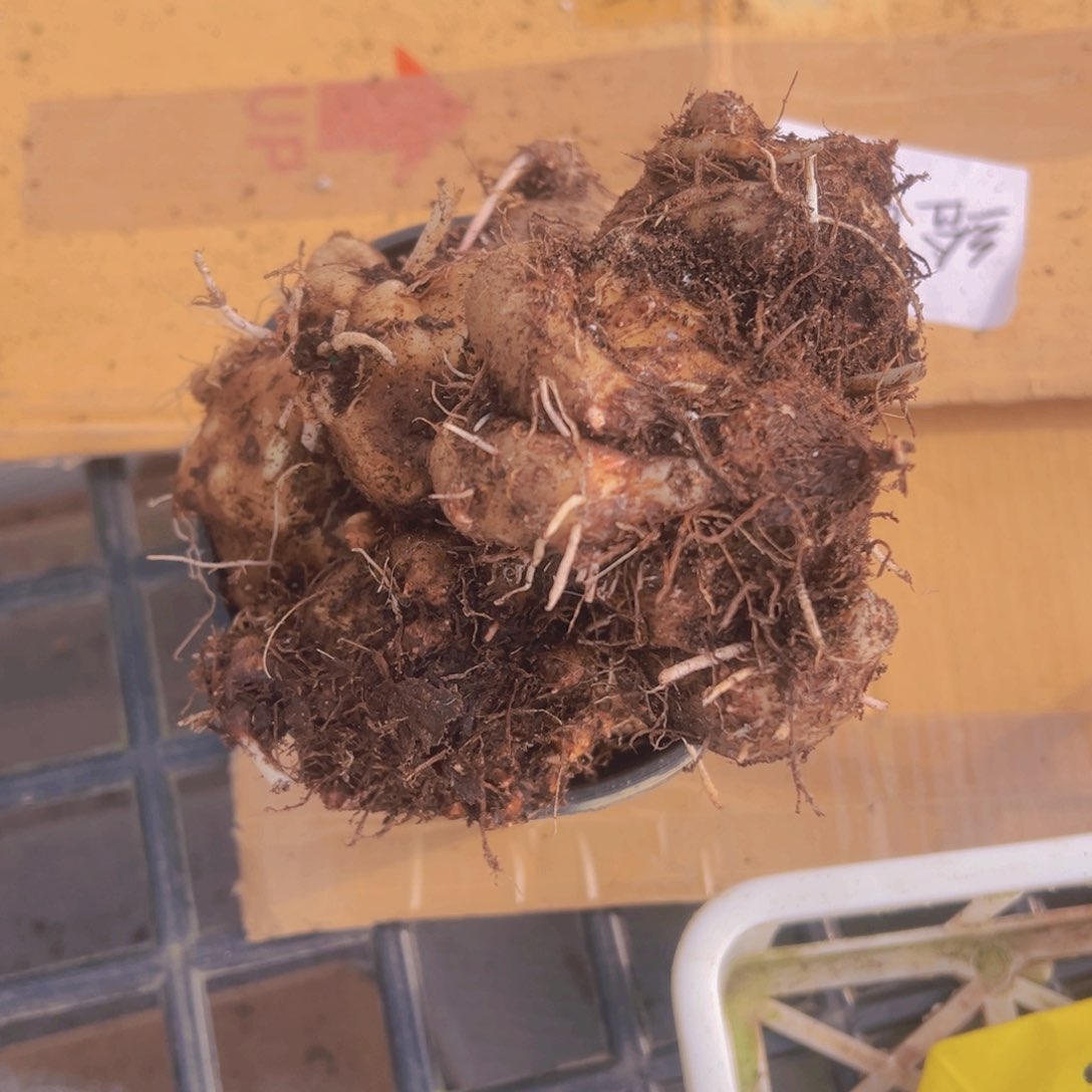 完全开放03盲盒球