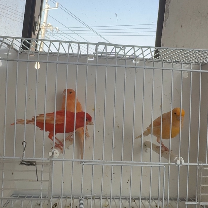 阿***勇文鸟两公一母 下午发