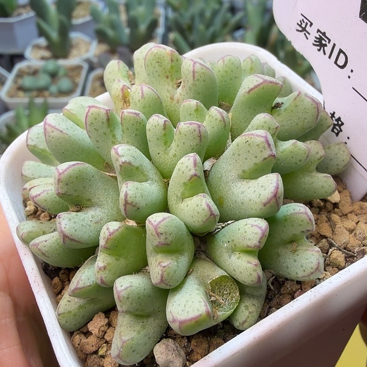 055。满38包邮肉锥