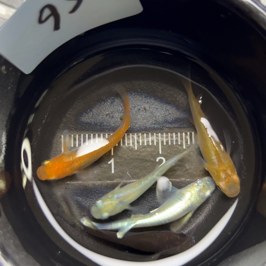 青鳉鱼95。       