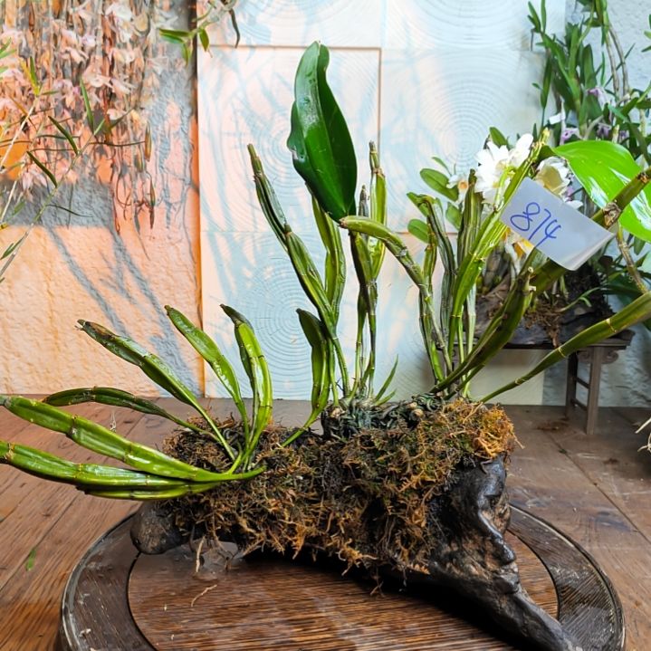 874四角白法式花，花，花