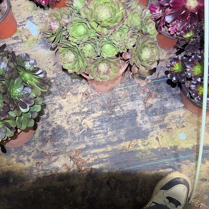 不包侧枝一物一拍84