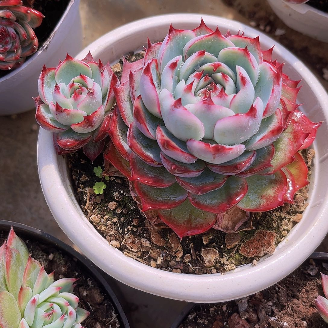 惊鸿娃娃11.5公分9999998