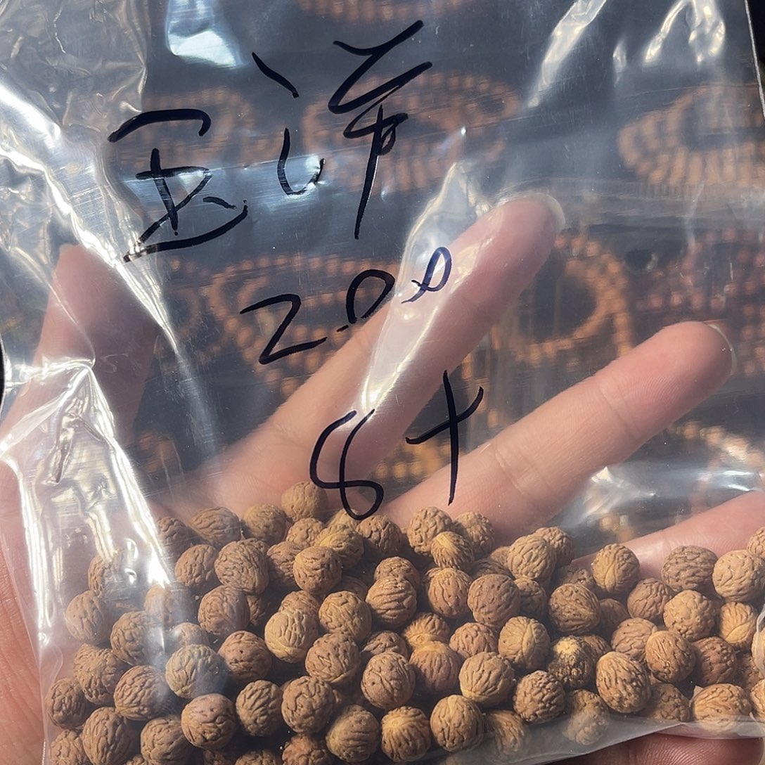 木质非金属木质非金属酸枣核200颗