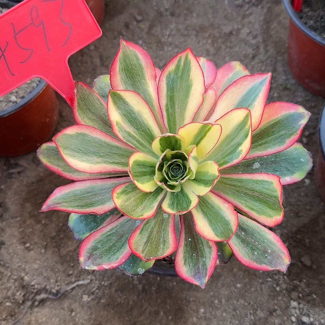 4593魅影多肉法师