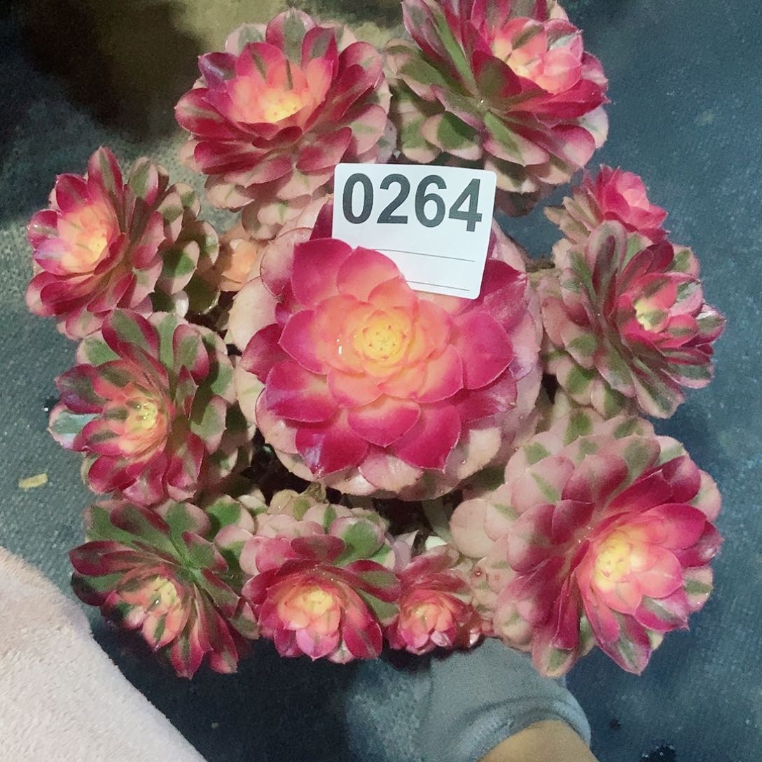 红陶0264倾城4冠20以上