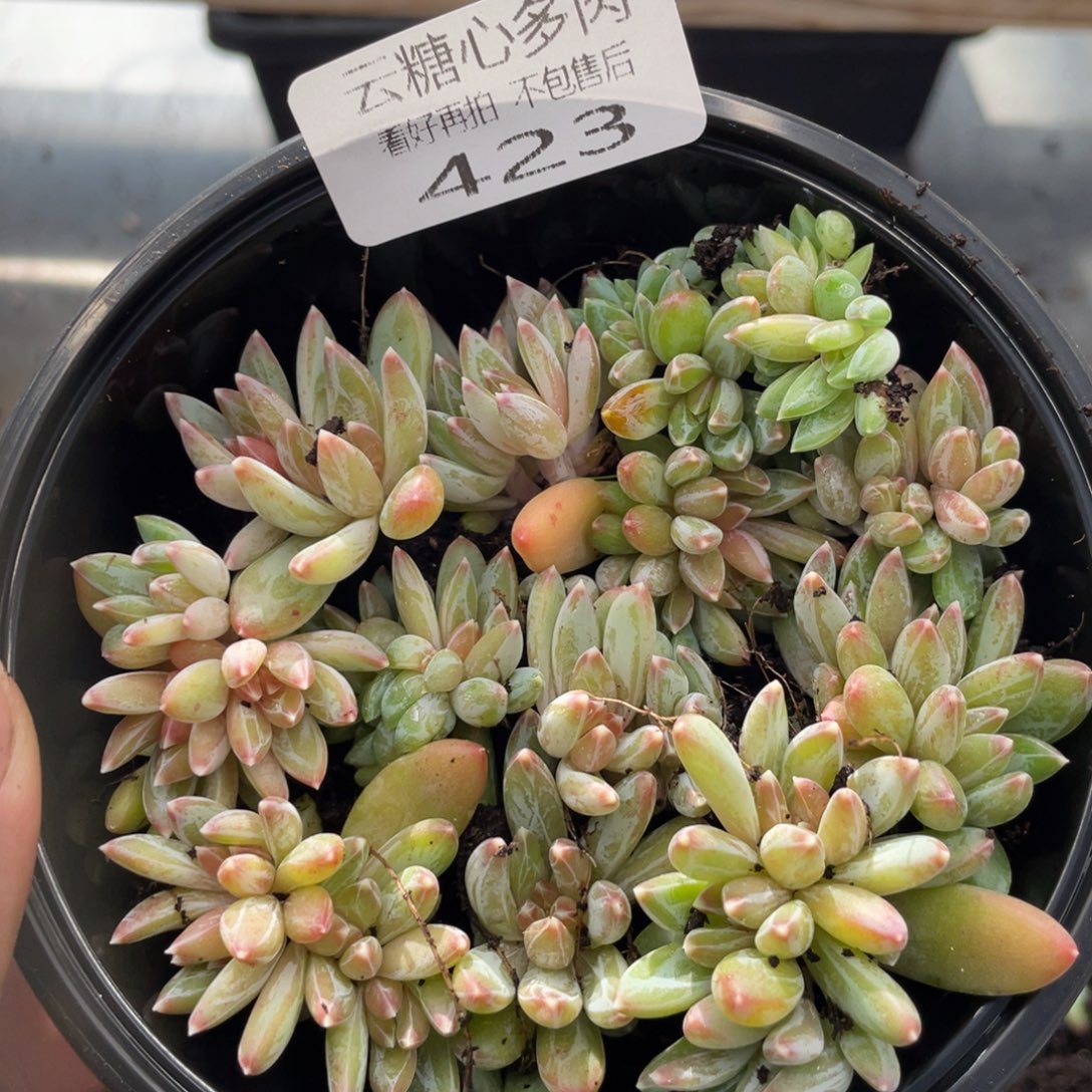 云糖心多肉植物423
