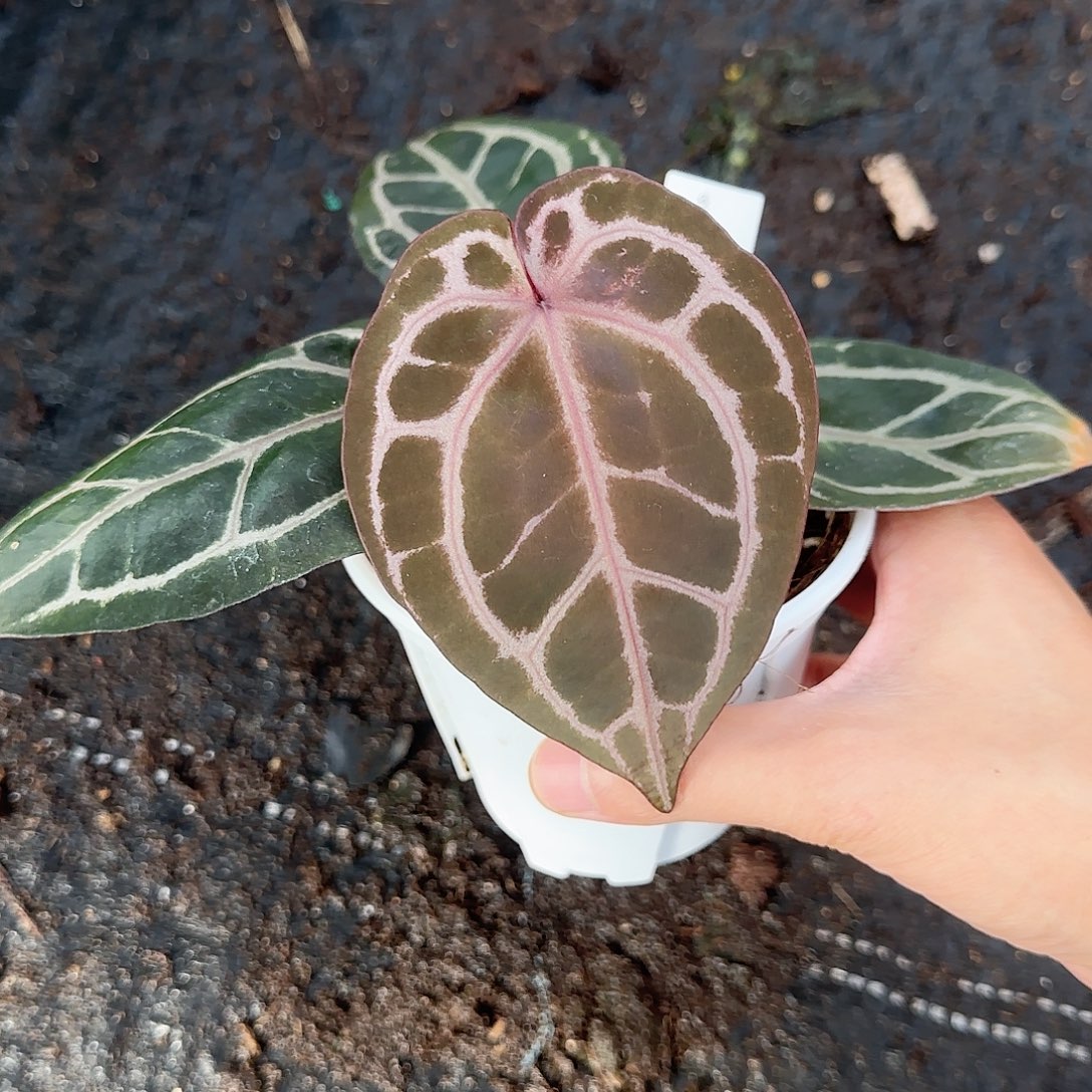 完全开放进口zara杂米歇尔侧芽