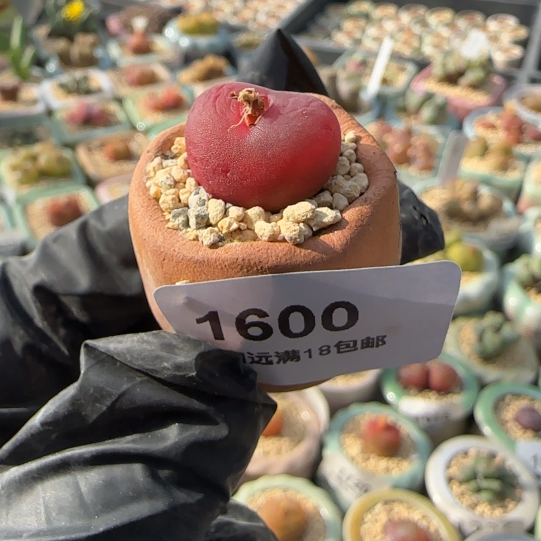 1600--一物一拍 带盆 水蜜桃1430.5