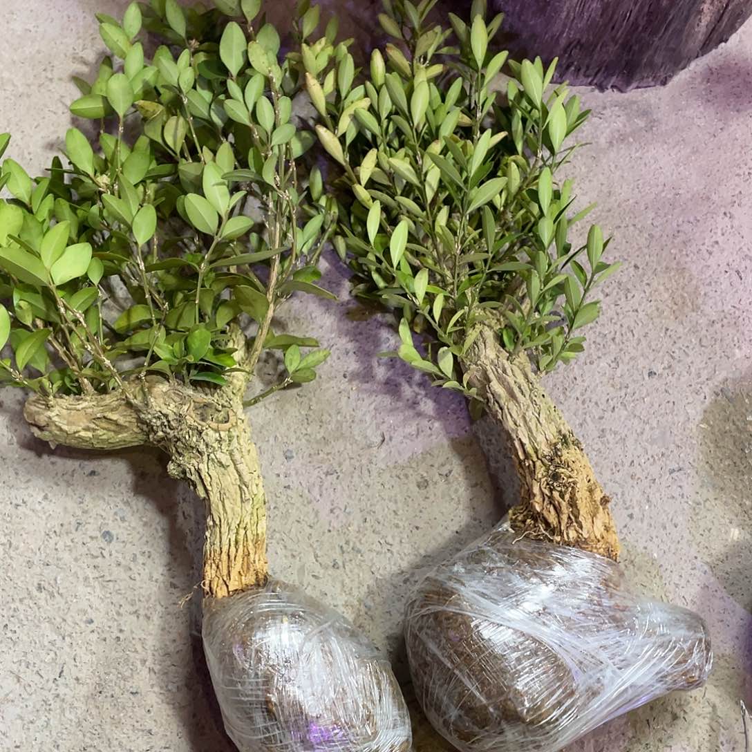 老***宋无花朵一起为梦想而加油啊