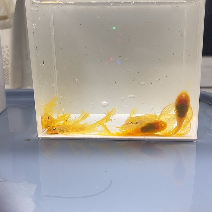 清道夫鱼大号帆5条
