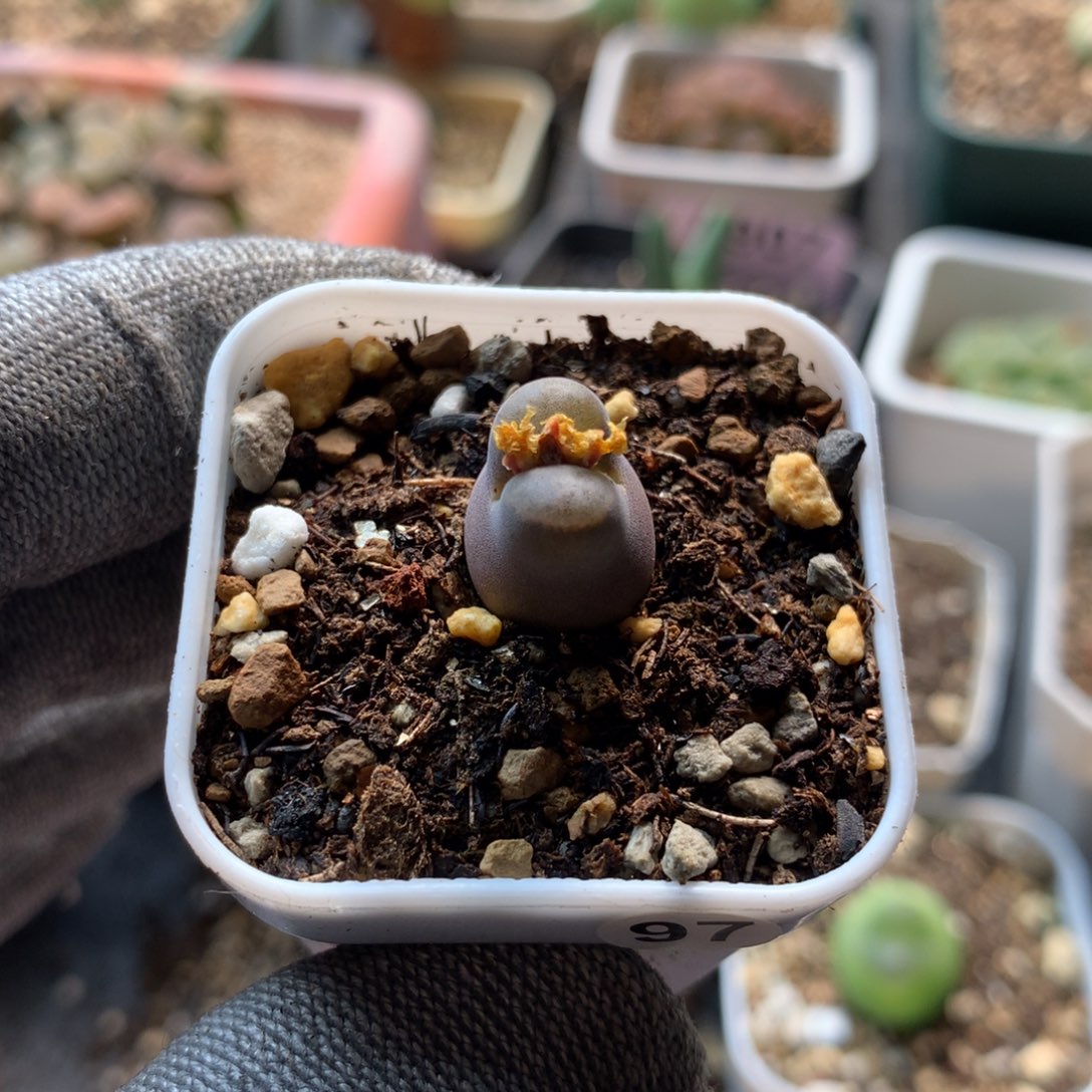 97号红风铃福利一颗