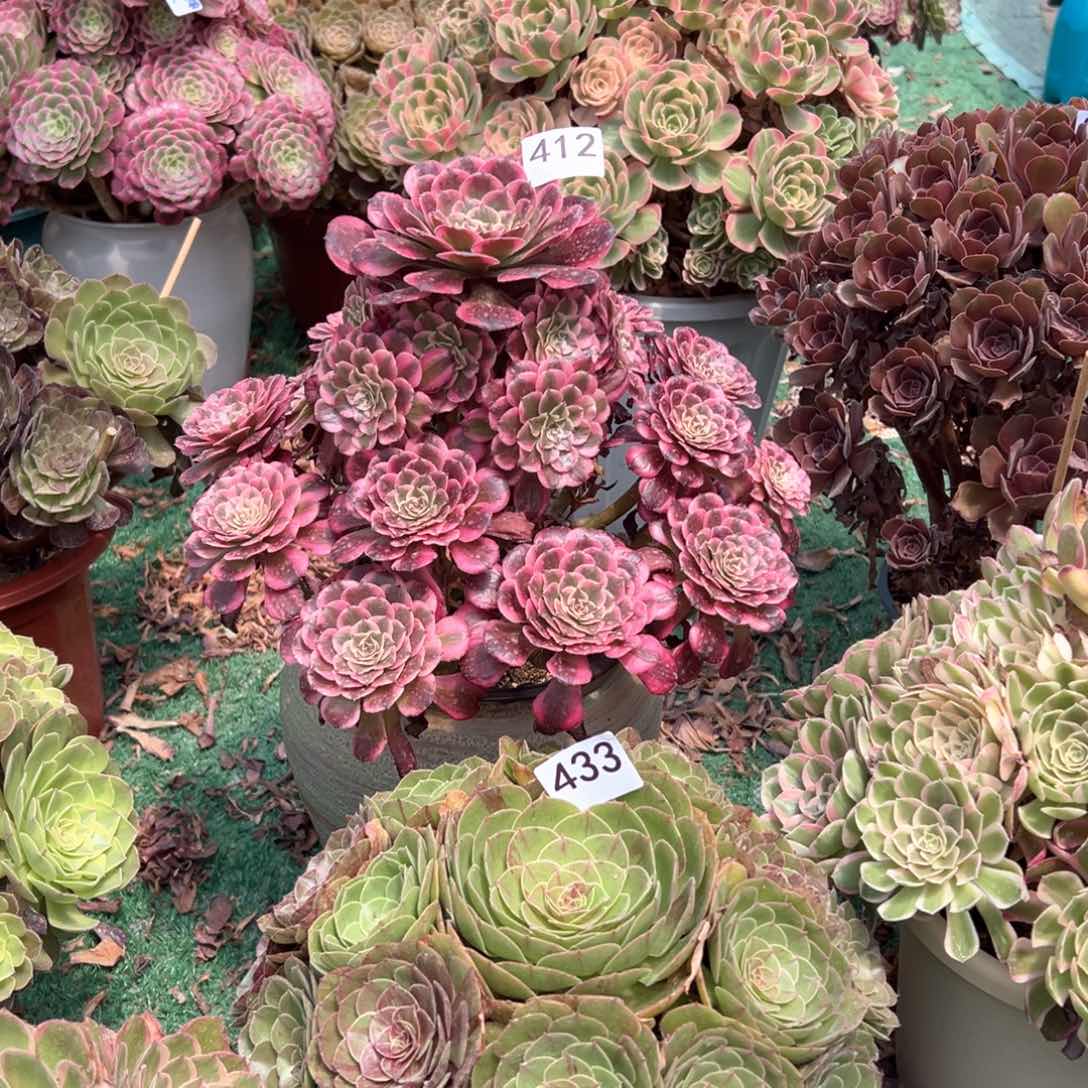 ᐕ***浅413霁月法师多肉植物