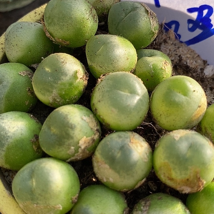 4510紫皮拉登样本一颗