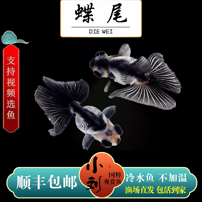 【渔场直发】国粹观赏鱼活体冷水鱼淡水蝶尾鱼顺丰包邮 包活到家