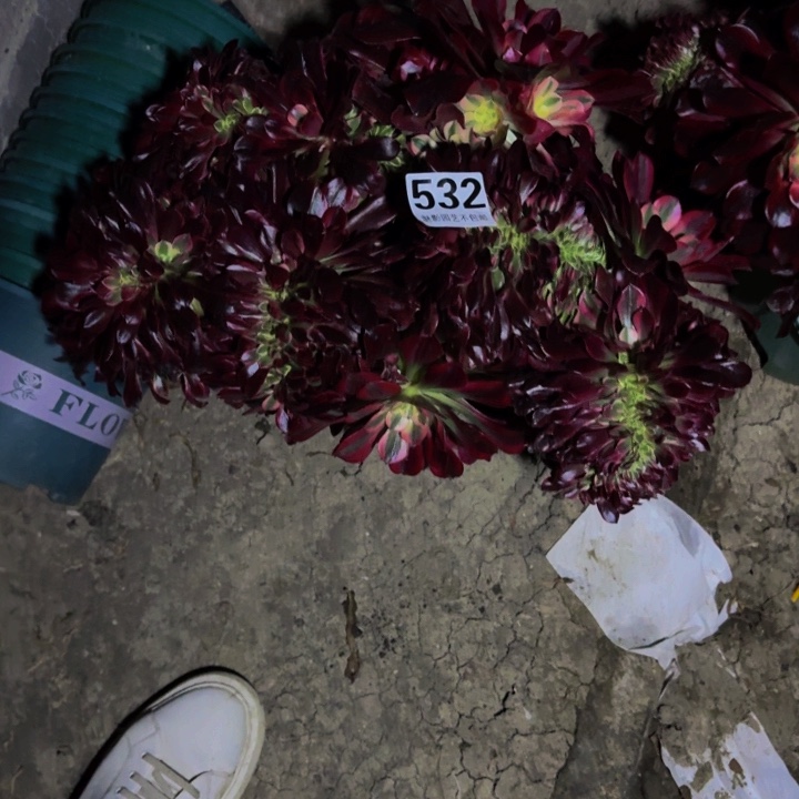 美杜莎花29-33包邮花花