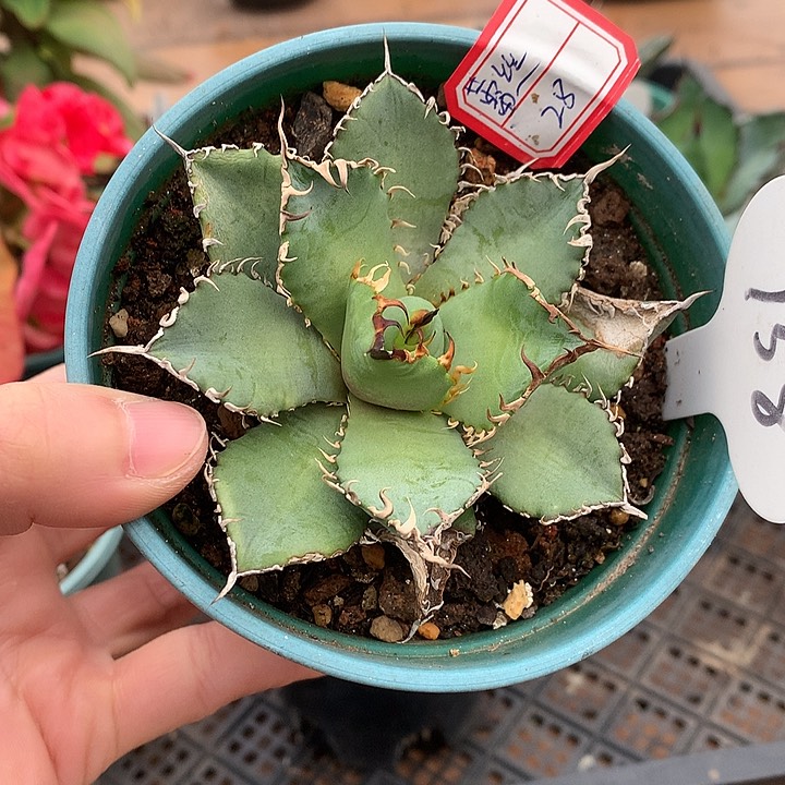 158蕾丝9公分6666666666