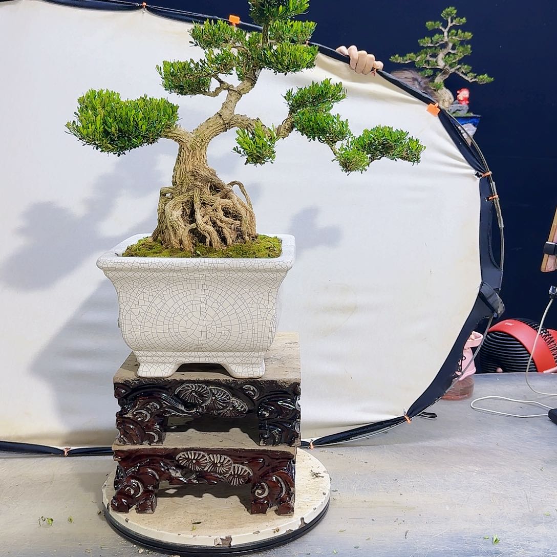 高端黄杨盆景艺术1***5